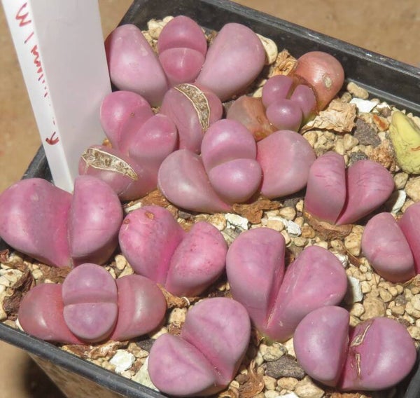 12x Lithops meyeri cv Hammeruby C272A