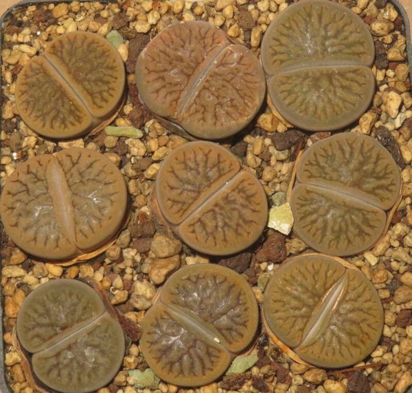 9x Lithops hookeri cv Dark River