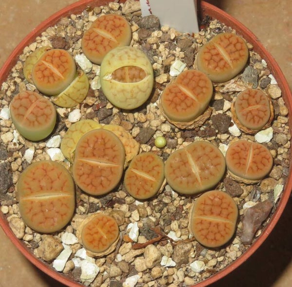 14x Lithops hookeri var lutea cv Aubarede