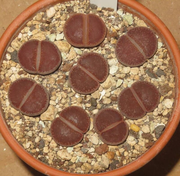 8x Lithops aucampiae KO from Kokerboom