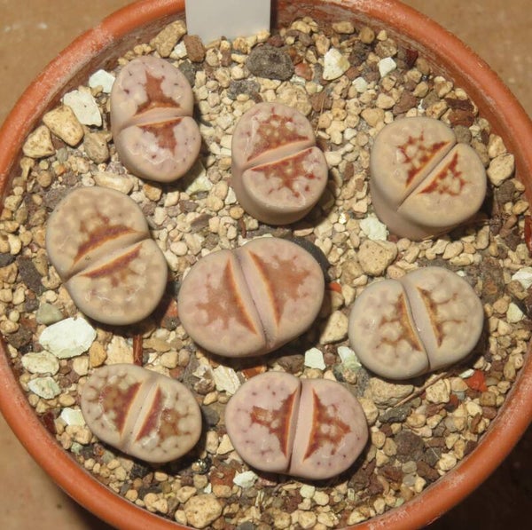 8x Lithops julii ssp. julii cv Hot Lips
