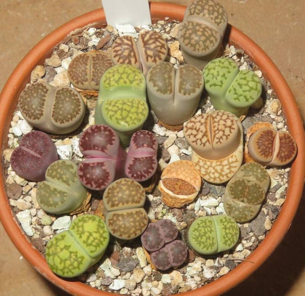 18x Lithops julii Mix