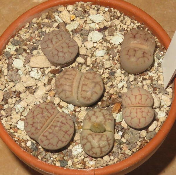 6x Lithops pseudotruncatella cv Nuwa Stone