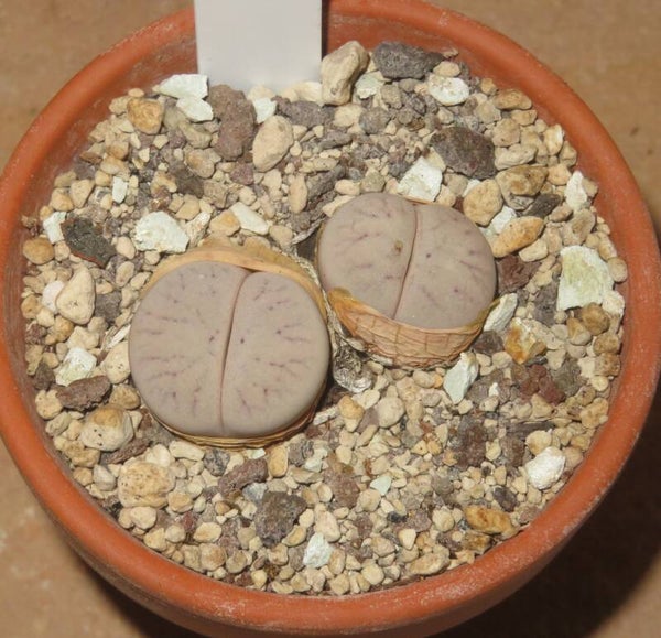Lithops gracilidelineata v. gracilidelineata C374
