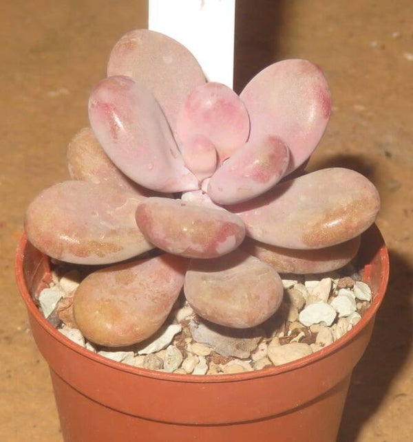 Graptopetalum amethystinum