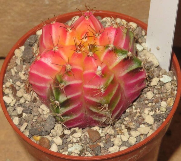 Gymnocalycium mihanovichii cv Hibotan variegata - DREAMER Selection Sämling
