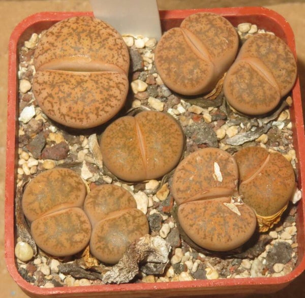 5x Lithops X Dinteranthus Dinterops cv