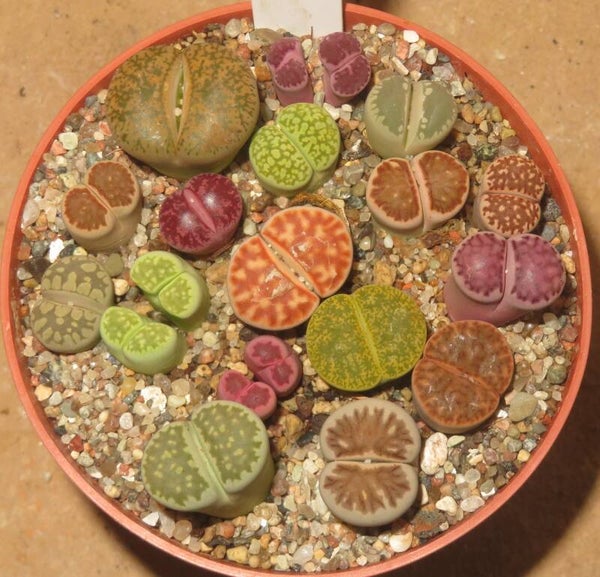 17er Lithops Mix