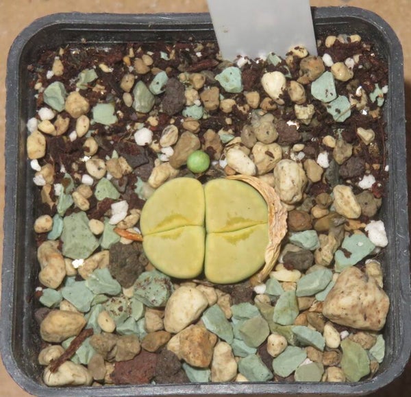 Lithops julii ssp. julii cv Honey Lips