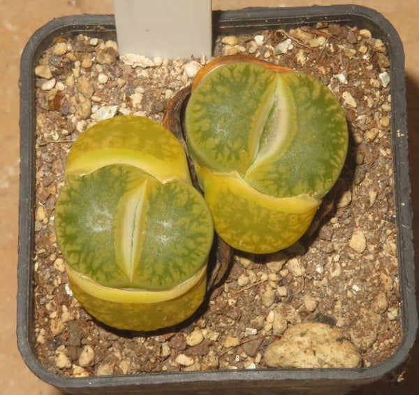 Lithops aucampiae ssp. aucampiae cv Jackson´s Jade C395