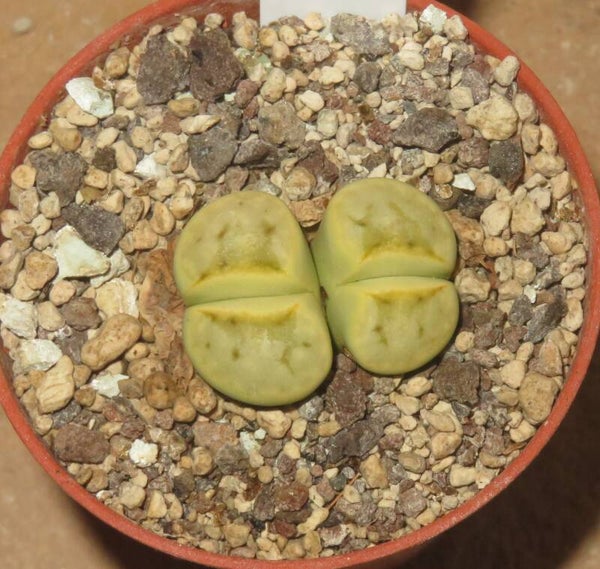 Lithops julii ssp. julii cv Honey Lips
