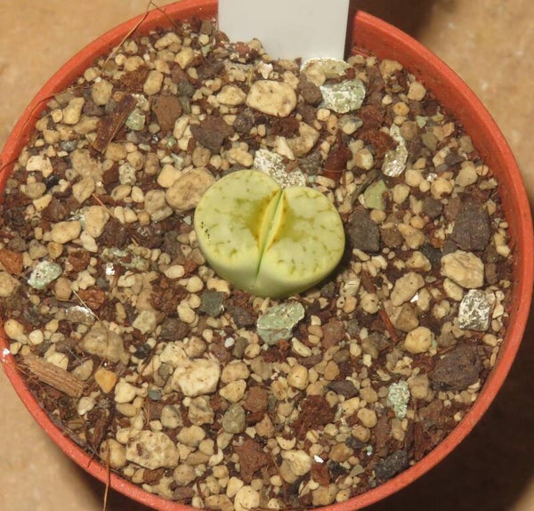 Lithops julii ssp. julii cv Honey Lips
