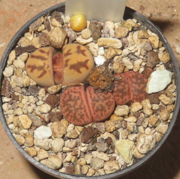 Lithops dorotheae cv Zorro + L. gesinae