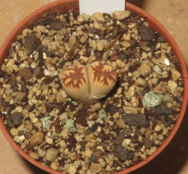 Lithops dorotheae cv Zorro