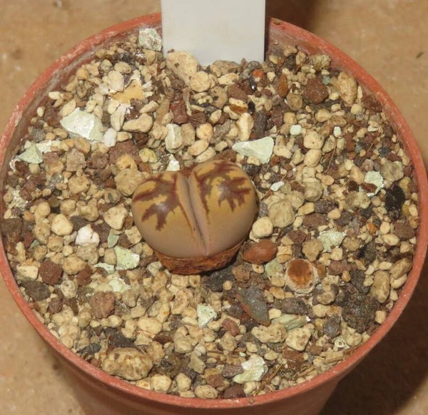 Lithops dorotheae cv Zorro