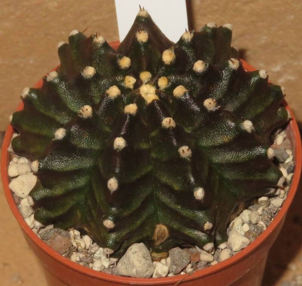Gymnocalycium mihanovichii cv Phoenix - Clone