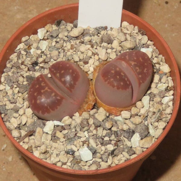 Lithops olivacea v. nebrownii cv Red Olive