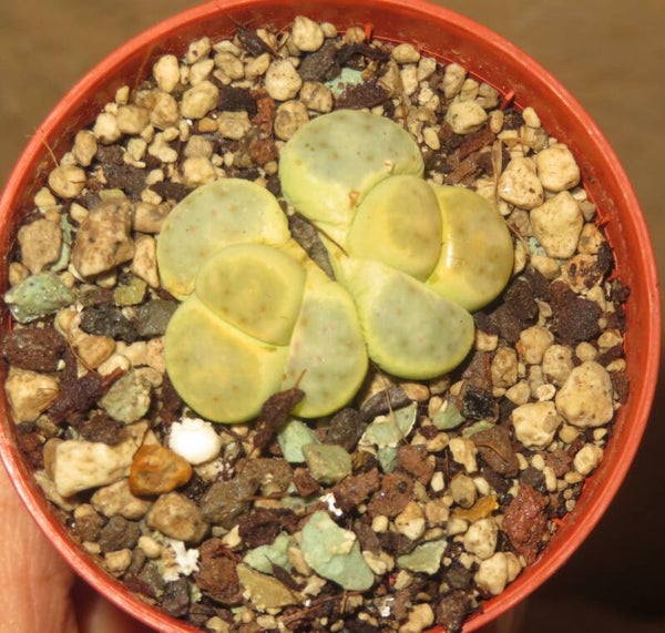 Lithops dinteri cv Dintergreen C206A