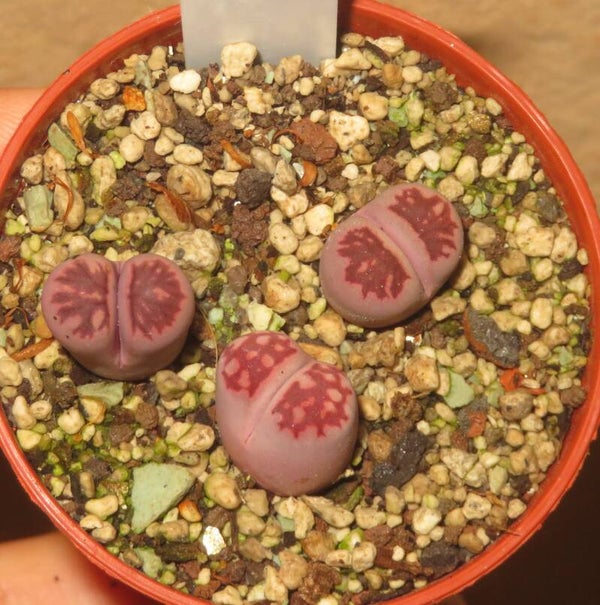 3x Lithops julii ssp julii cv Murasaki
