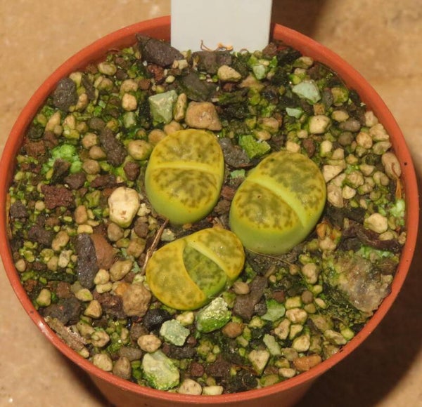 3x Lithops bromfieldii v. insularis cv. Sulphurea C362