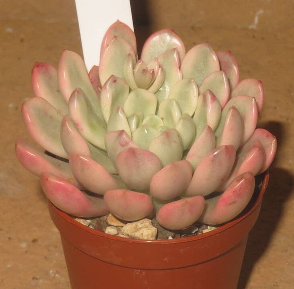 Graptoveria cv BASHFUL variegata