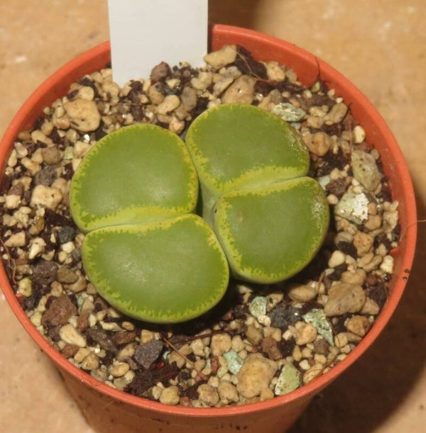 Lithops lesliei cv Green Top
