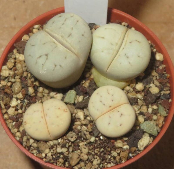 4x Lithops ruschiorum v. ruschiorum