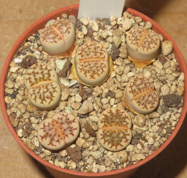 7x Lithops julii ssp julii C205 syn Chrysocephala