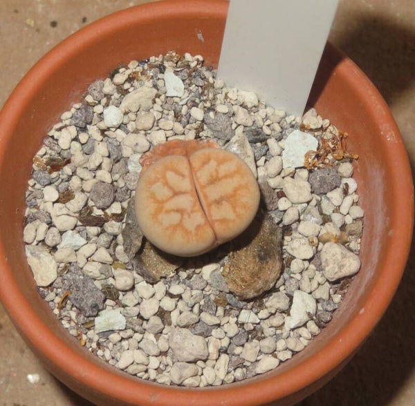 Lithops gracilidelineata C309