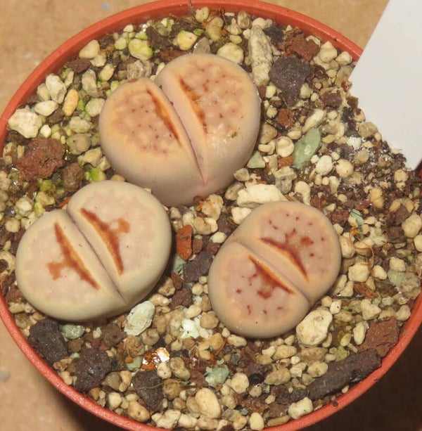 3x Lithops julii ssp. julii cv Hot Lips