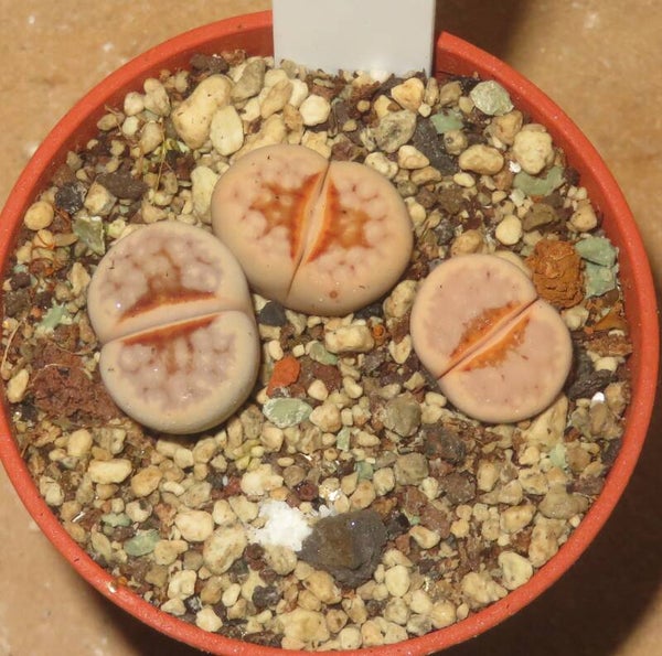 3x Lithops julii ssp. julii cv Hot Lips