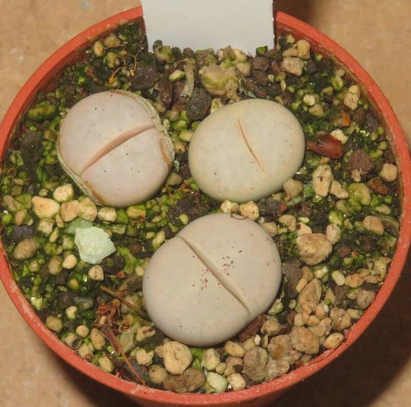 3x Lithops pseudotruncatella ssp. groendrayensis C244