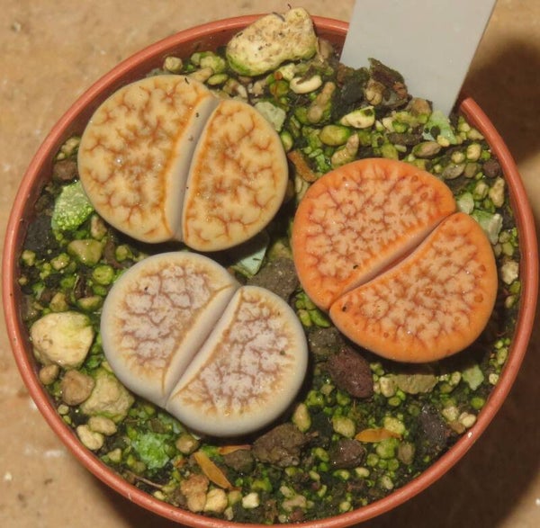 3x Lithops gracilidelineata cv Cafe au Lait C309A