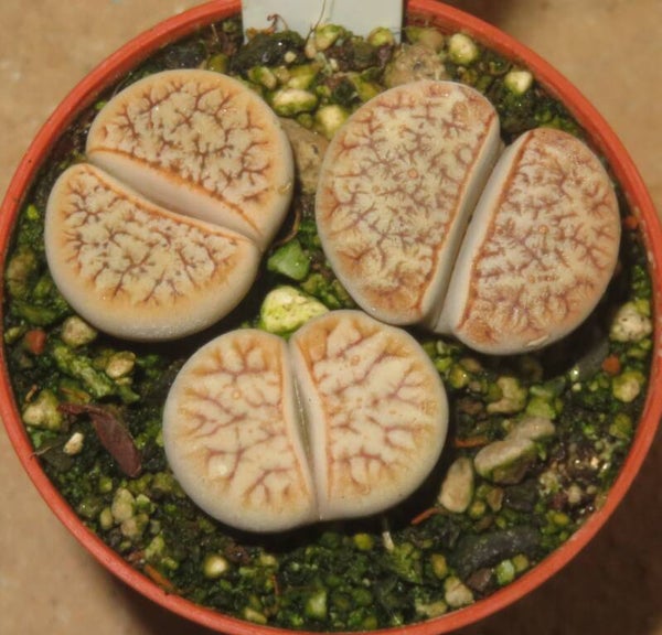 3x Lithops gracilidelineata cv Cafe au Lait C309A