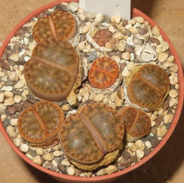 7x Lithops bromfieldii v. bromfieldii