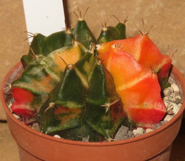 Gymnocalycium mihanovichii cv Hibotan variegata - SUPER COLOR Selection Sämling