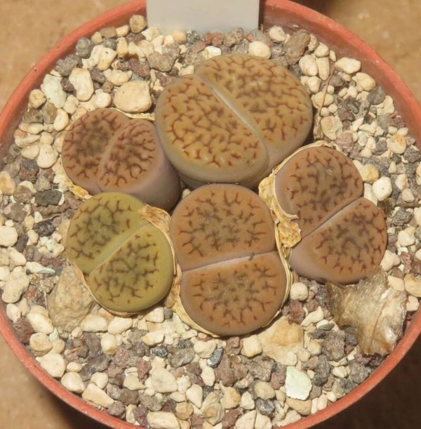 5x Lithops hookeri var. dabneri