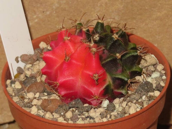 Gymnocalycium mihanovichii cv Hibotan variegata - SUPER RED Selection Sämling