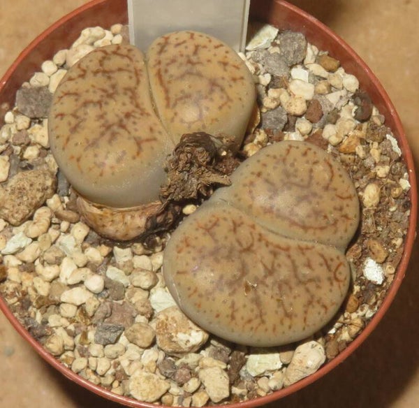 Lithops pseudotruncatella