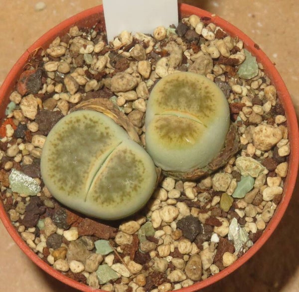 Lithops pseudotruncatella var riehmerae cv Green Ivory