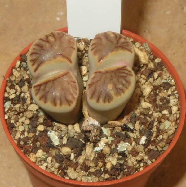 Lithops julii cv Kikushogiyoku
