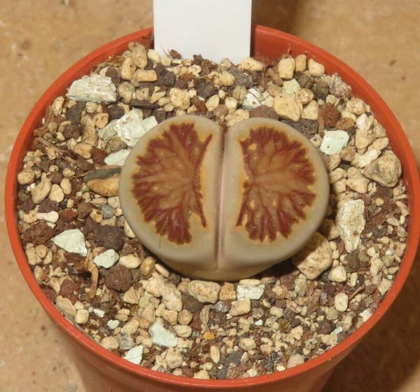 Lithops julii cv Kikushogiyoku