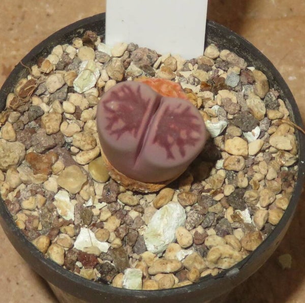Lithops julii ssp julii cv Murasaki