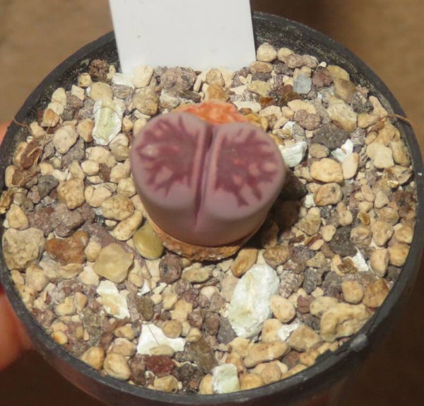 Lithops julii ssp julii cv Murasaki