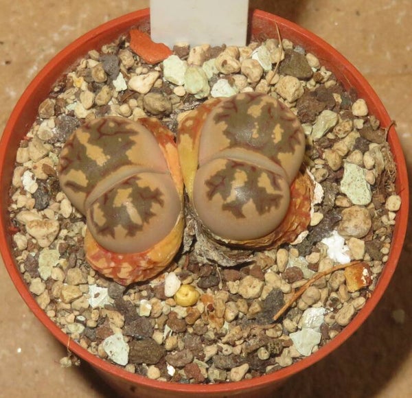 Lithops dorotheae