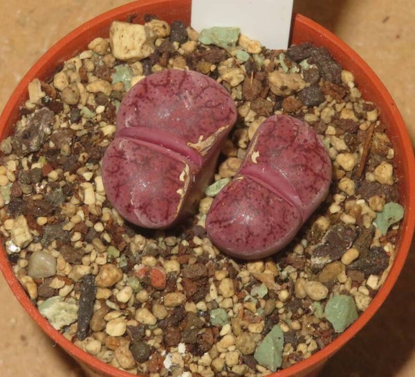 Lithops X Dinteranthus Dinterops cv Boysenberry