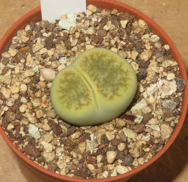 Lithops pseudotruncatella var riehmerae cv Green Ivory
