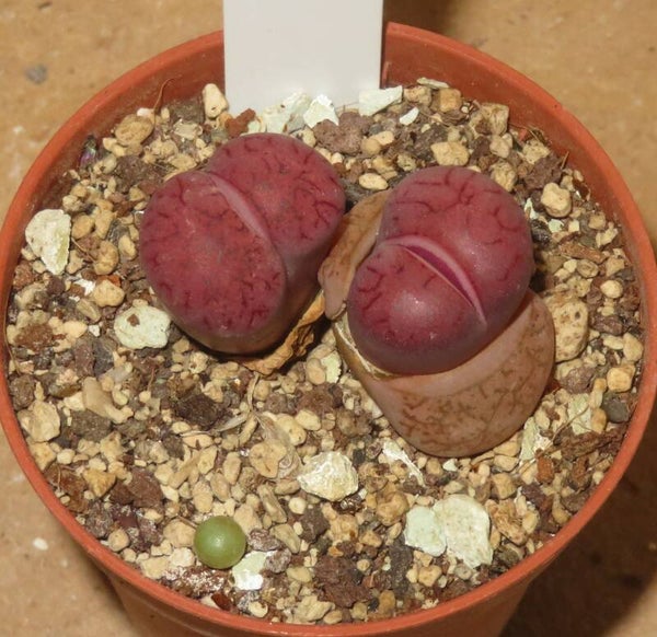 Lithops X Dinteranthus Dinterops cv Boysenberry