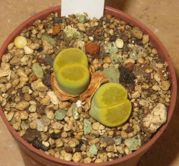 Lithops hallii v. ochracea cv Green Soapstone C111A