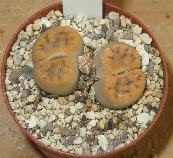 Lithops schwantesii